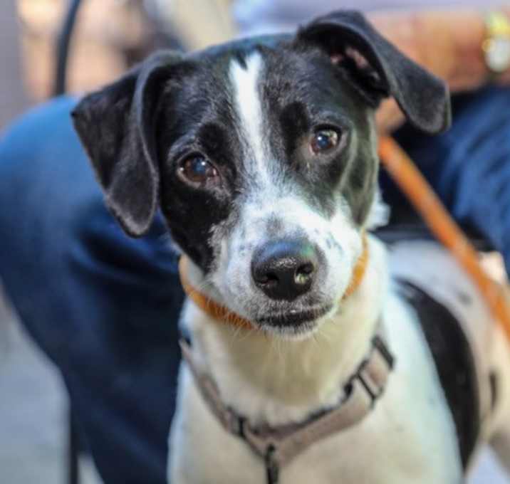 Photo of Buddy (Merrick)