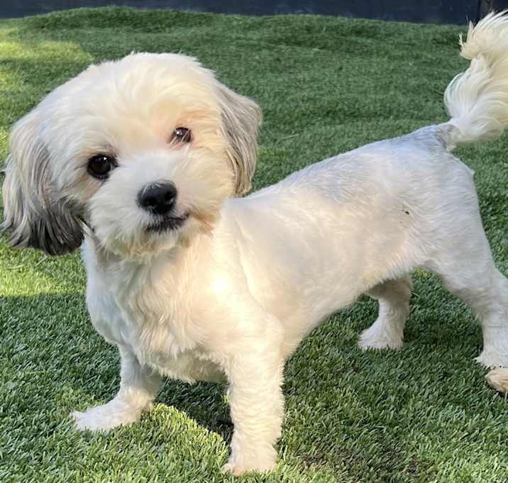 Photo of SUGAR LILLY