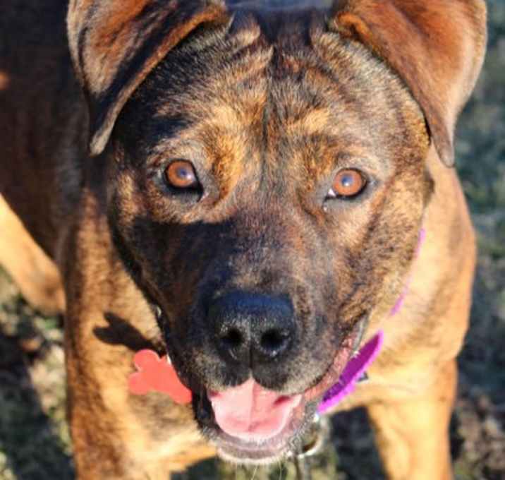 Photo of Maple