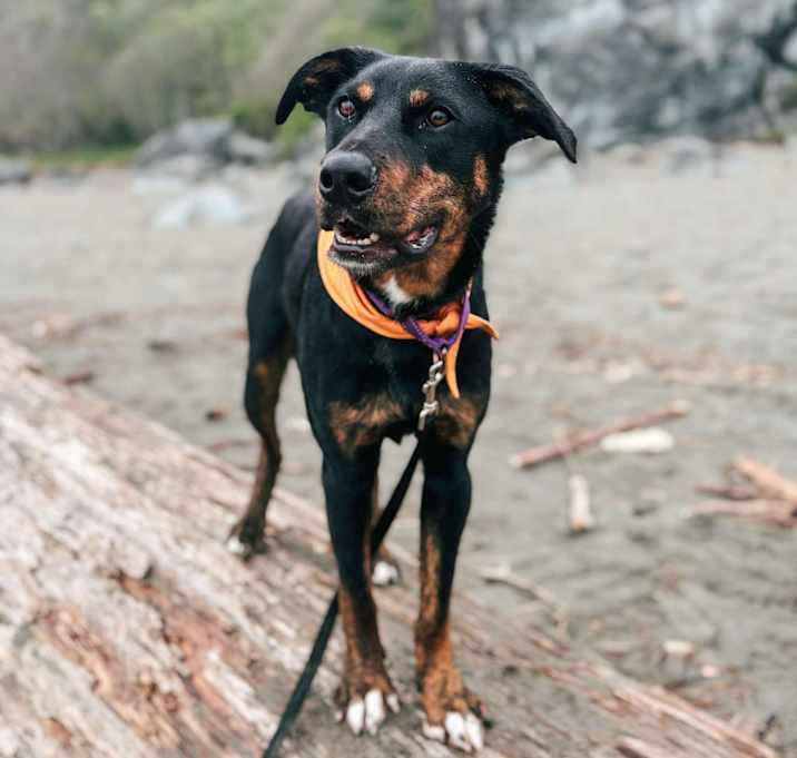 Photo of Bear