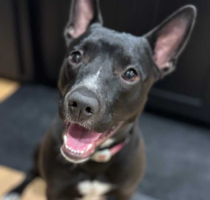 Photo of Violet