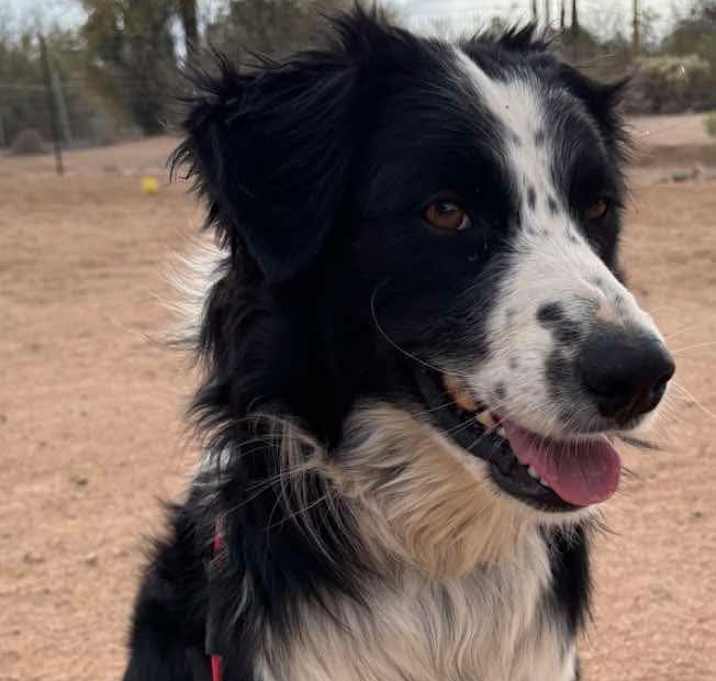 Photo of Nova