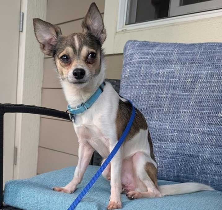 Photo of Chester