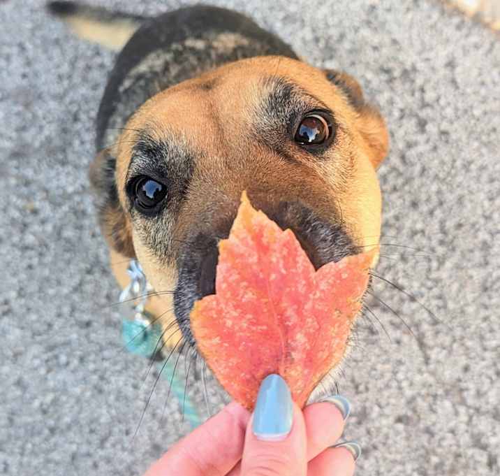 Photo of Maple
