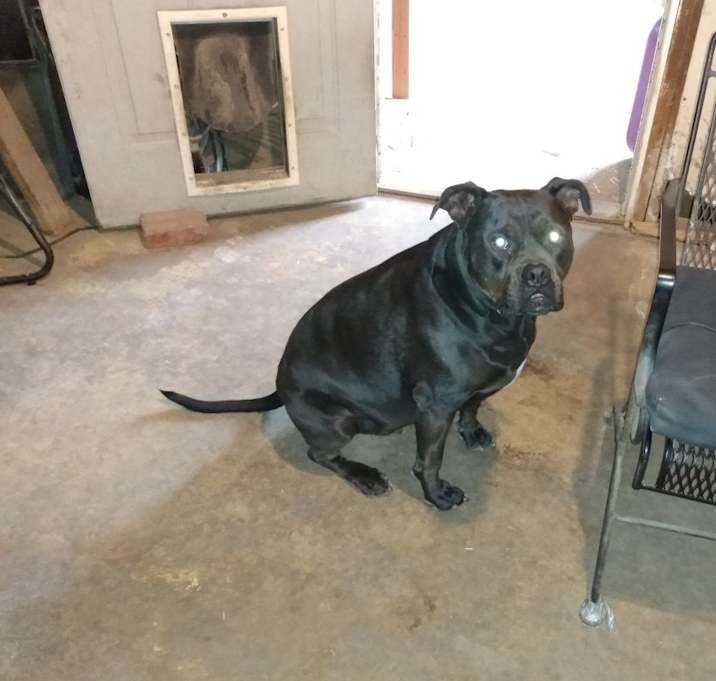 Photo of Ace