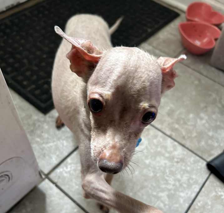 Photo of Gizmo
