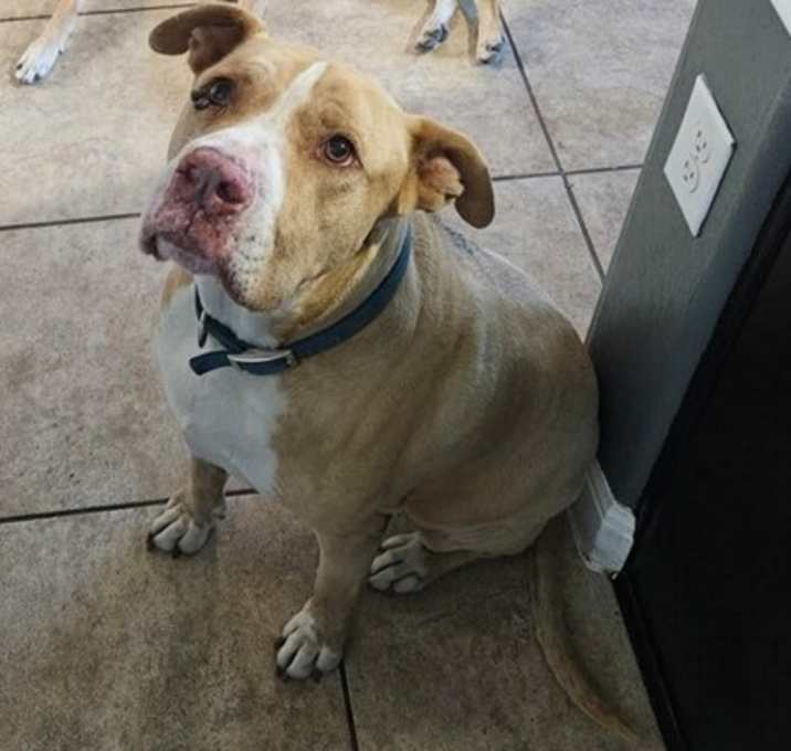 Photo of Hank
