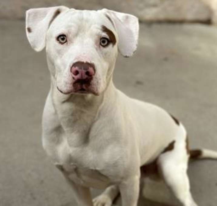 Photo of ROMEO