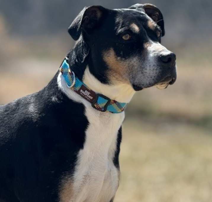 Photo of Dudley