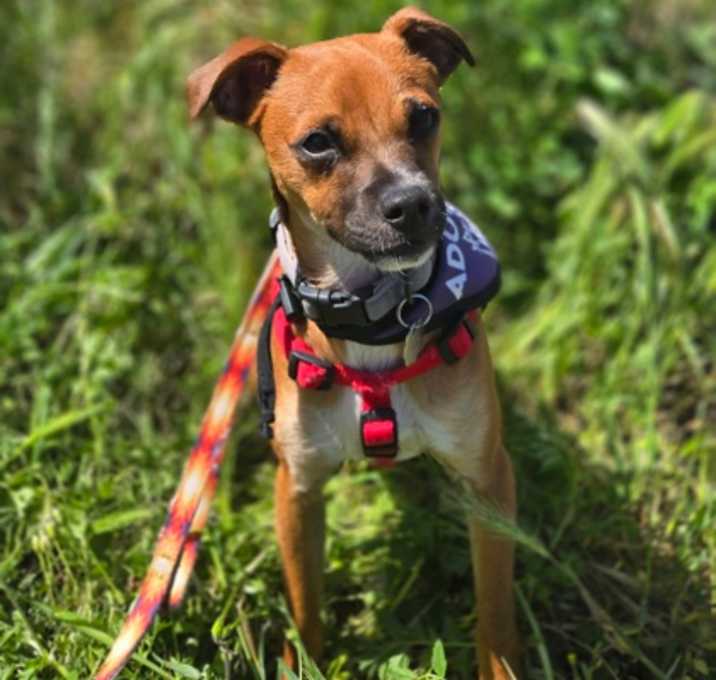 Photo of Bandit