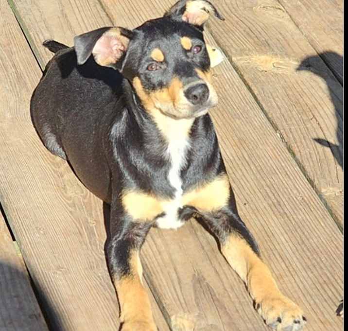 Photo of Blossom
