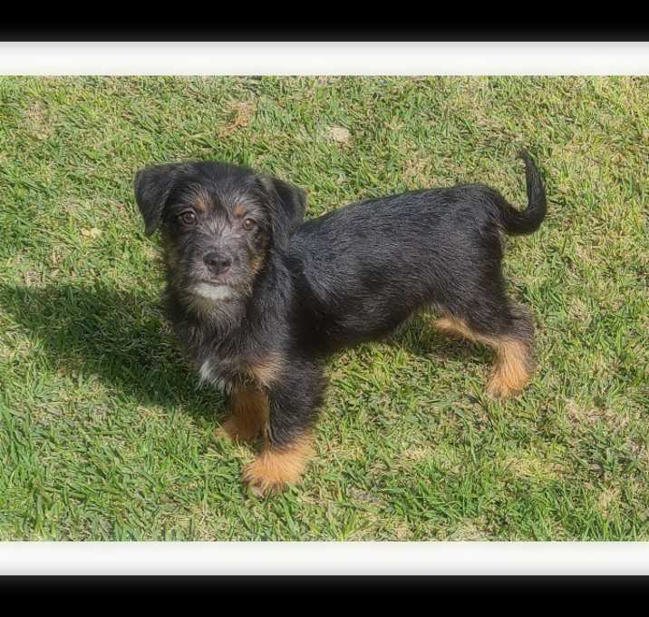 Photo of TESS