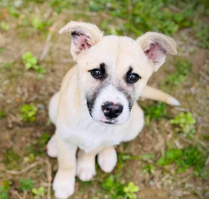 Photo of Ollie