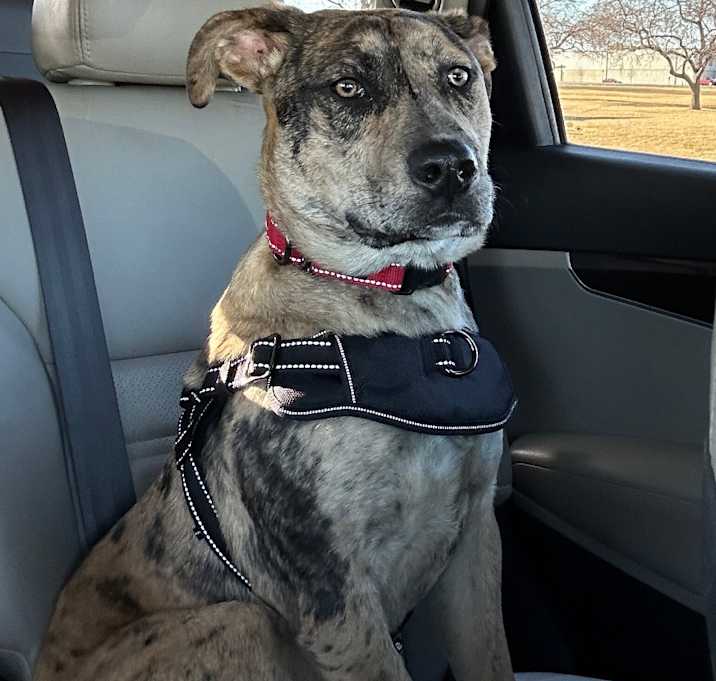 Photo of Harvey