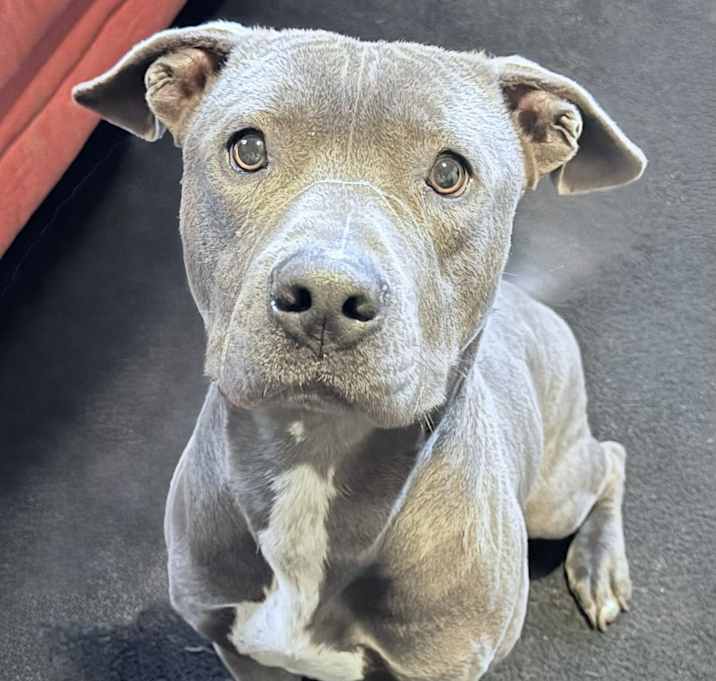 Photo of Oscar