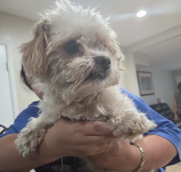 Photo of Toby