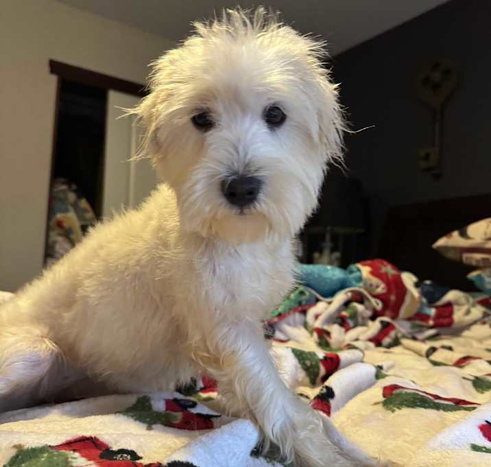 Photo of Gracie