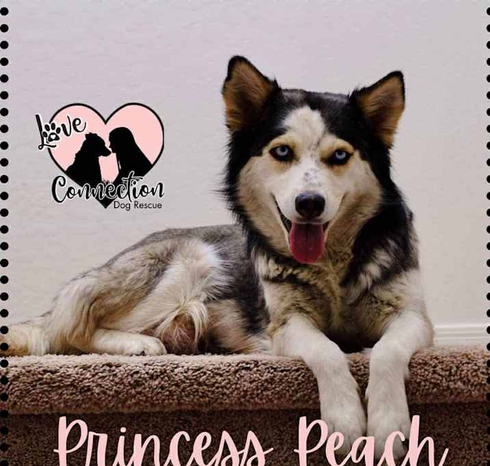 Photo of Princess Peach