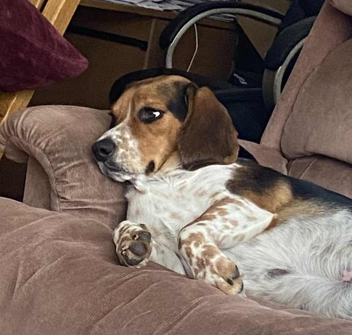 Photo of Juno