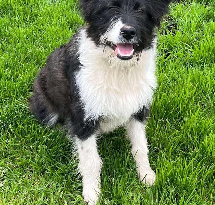 Photo of Shaggy