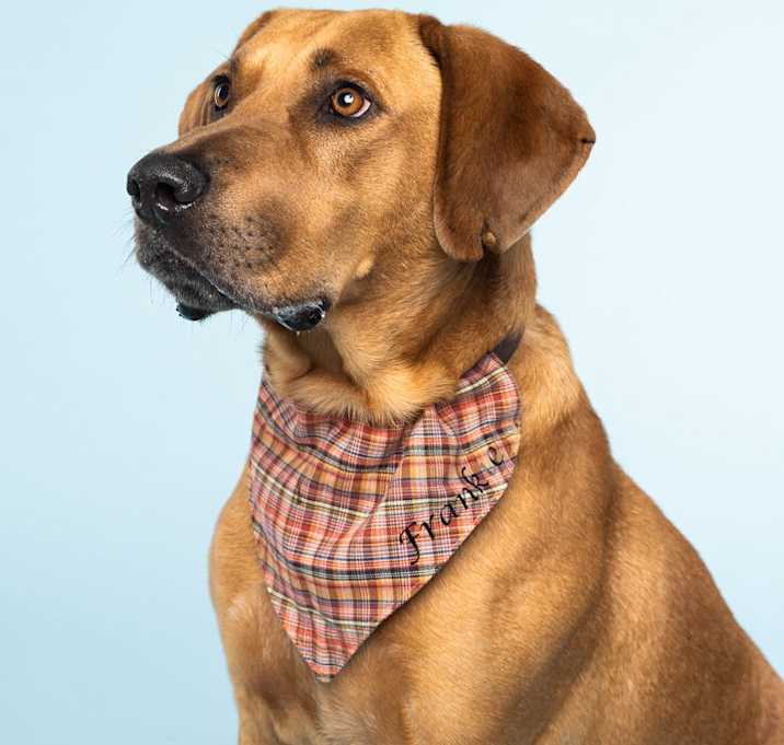 Photo of Frankie