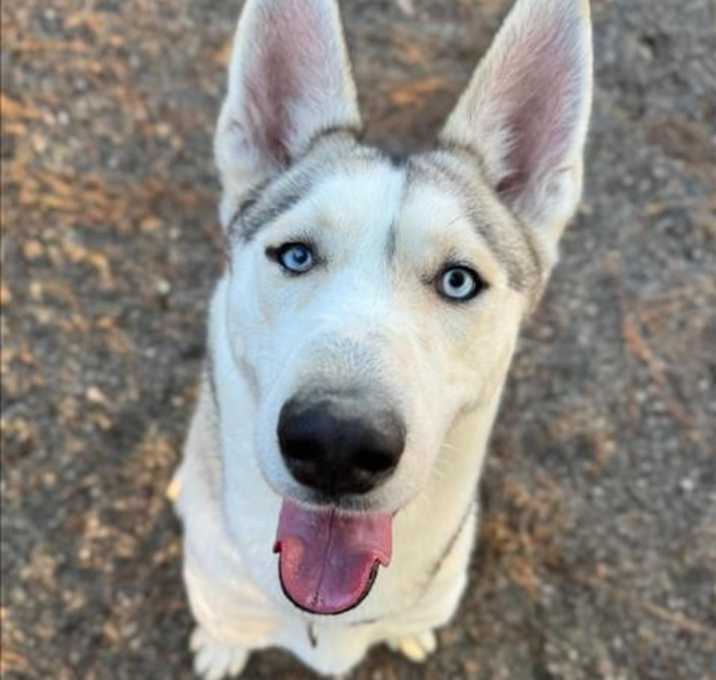 Photo of INDICA