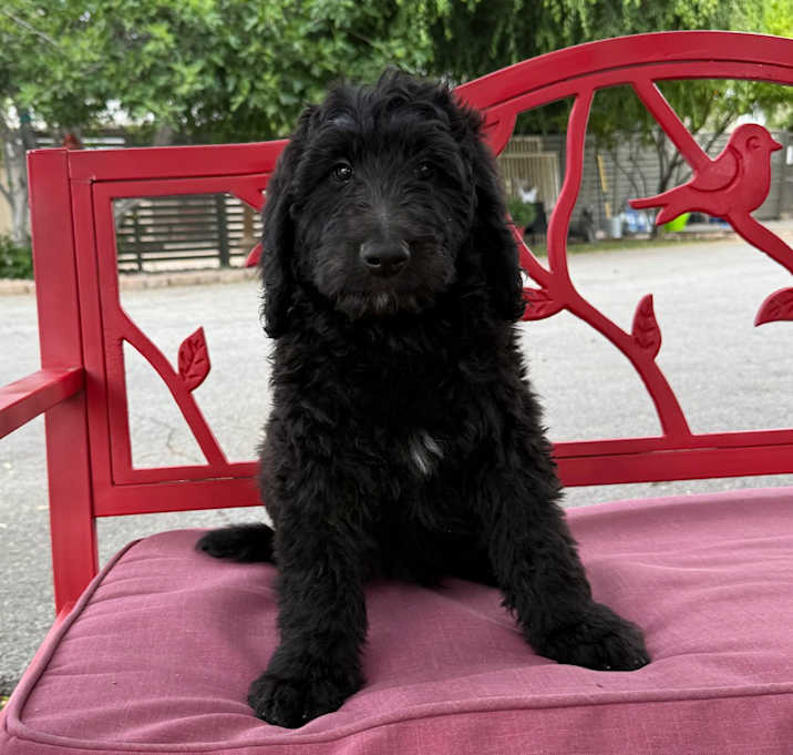 Photo of Oliver
