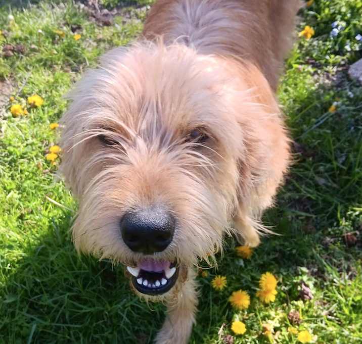 Photo of Koda