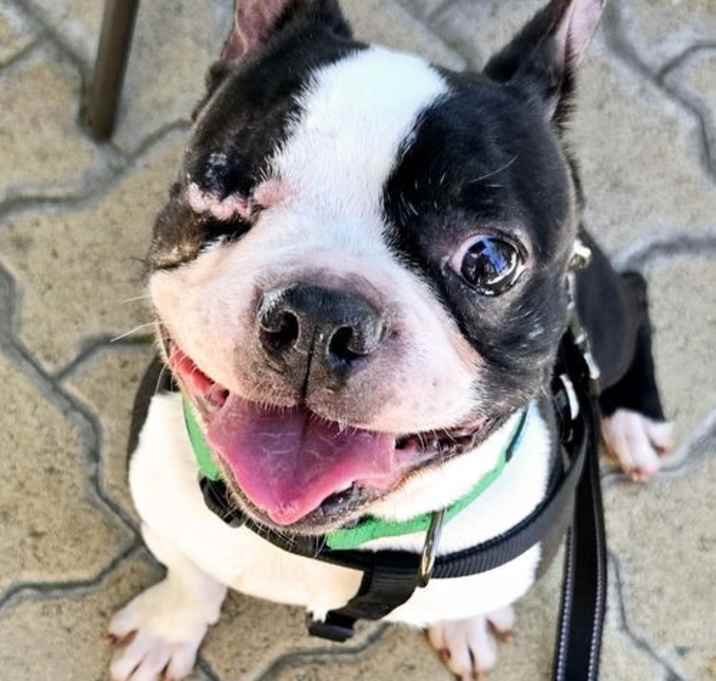 Photo of Bramble