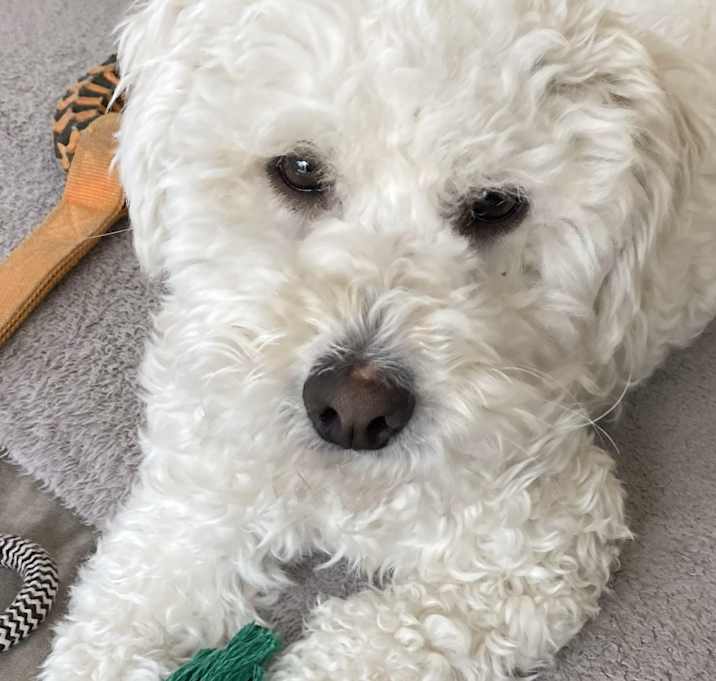 Photo of Layla