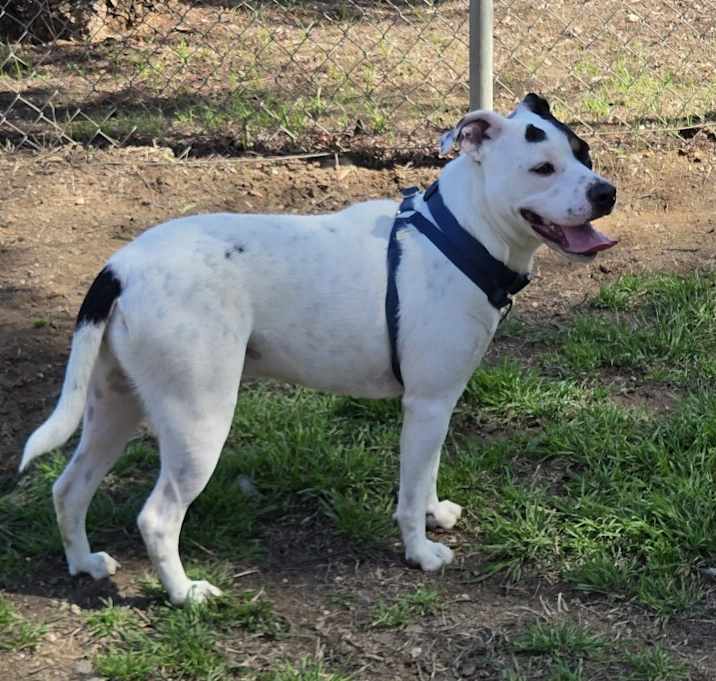 Photo of Brock