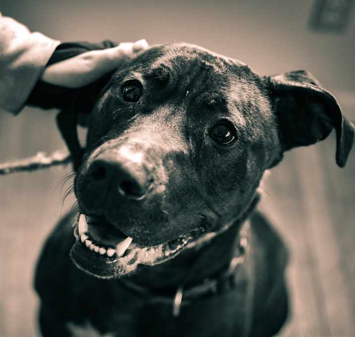 Photo of Rhaenyra