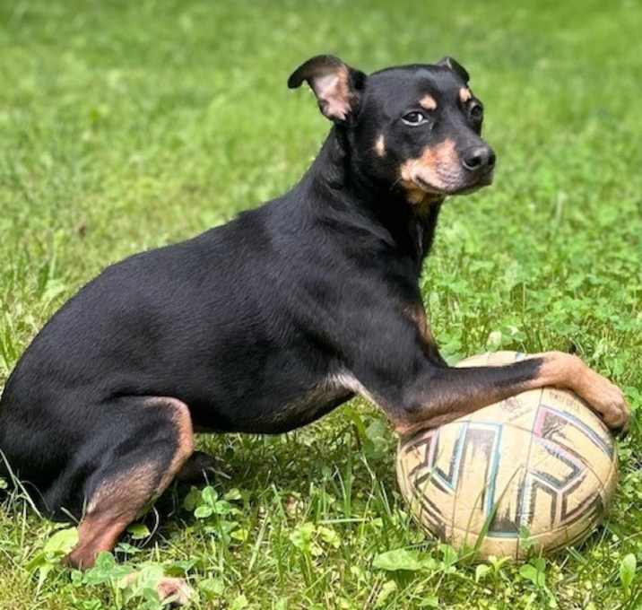 Photo of Rocky