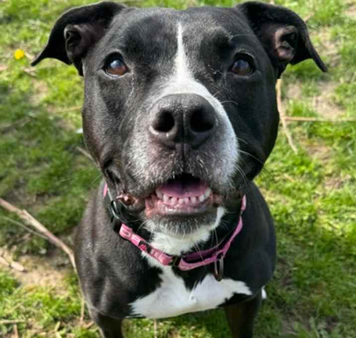 Photo of Sheba