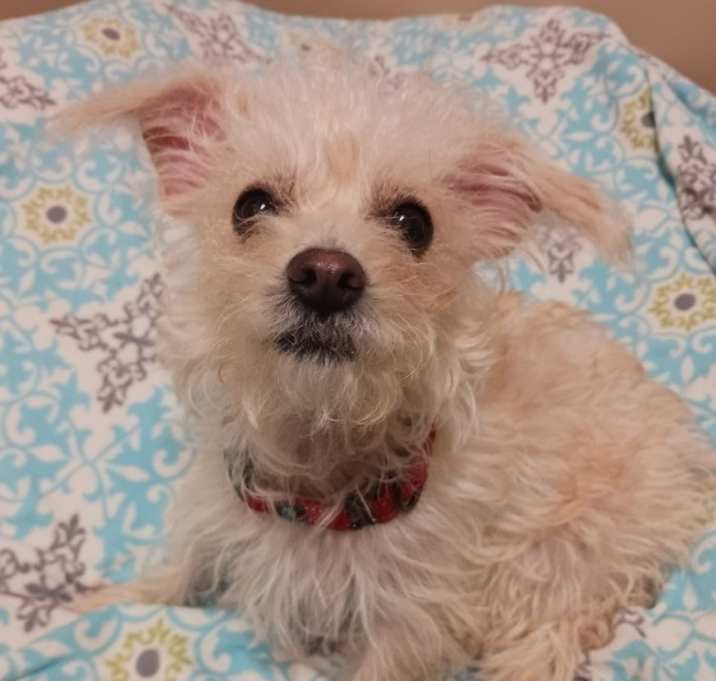 Photo of Coconut