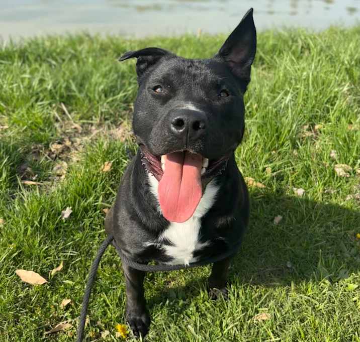 Photo of Sarg