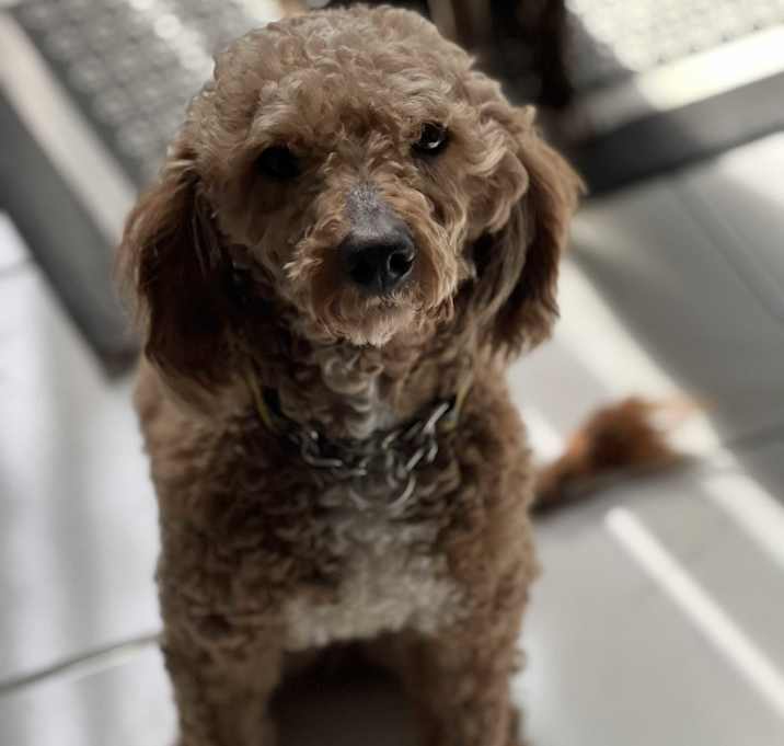 Photo of Oscar