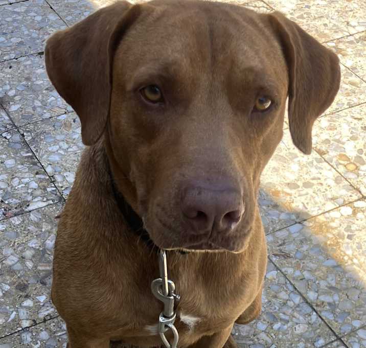 Photo of Bruno
