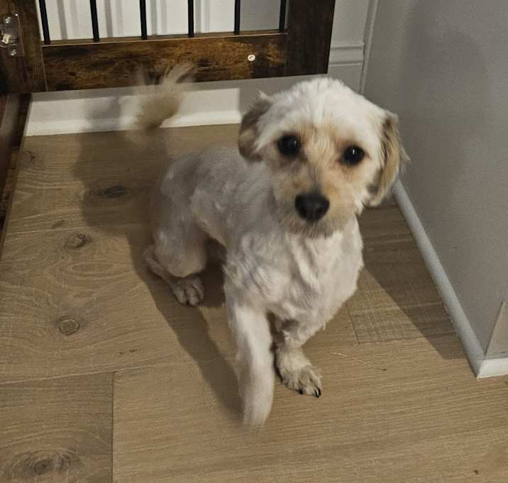 Photo of Puppy