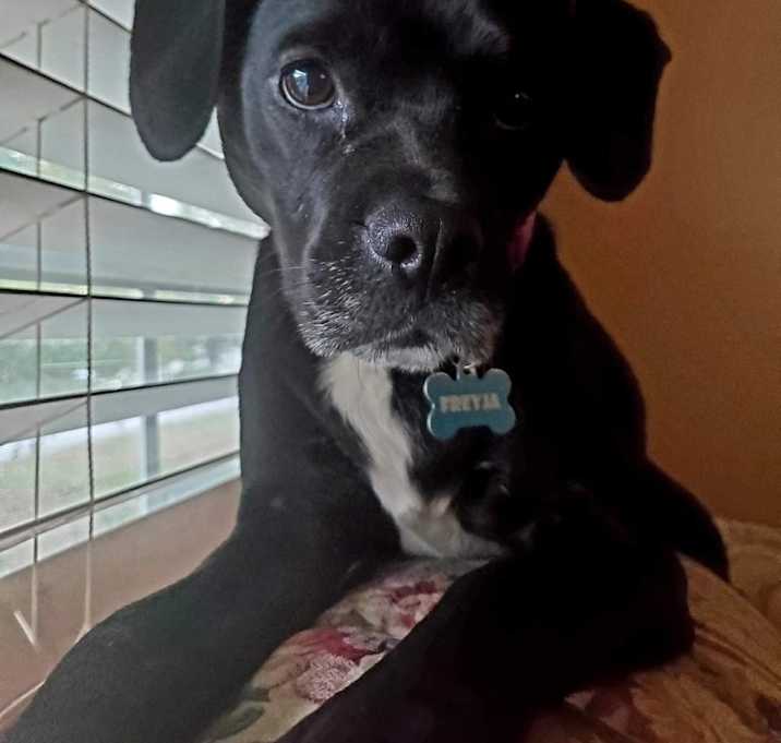 Photo of Freyja