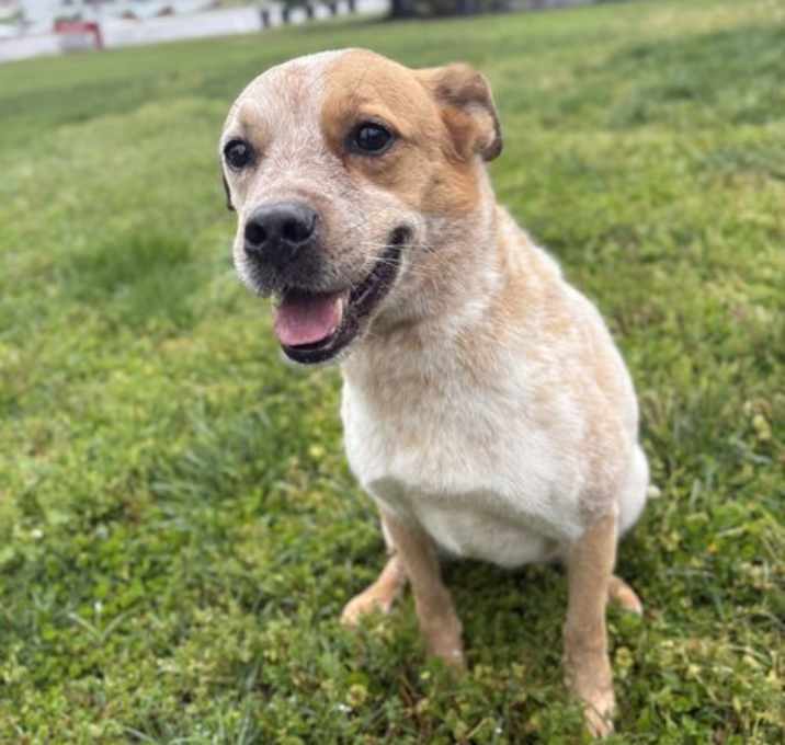 Photo of Copper