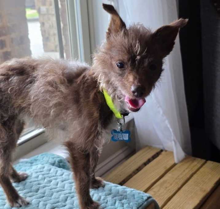 Photo of Lacy Mutt