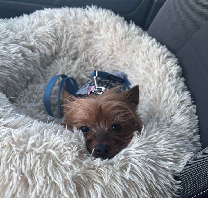 Photo of Lucy