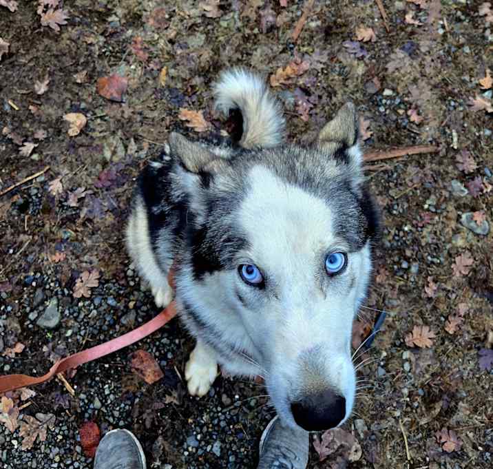Photo of Wren