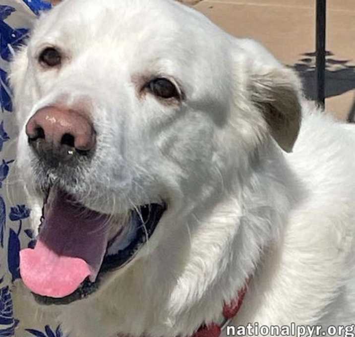 Photo of Harrison in OK - Loves Cuddles & Treats!