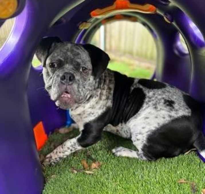 Photo of Rowdy Rudy
