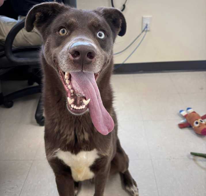 Photo of Chico