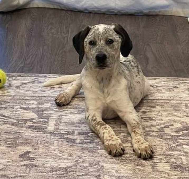 Photo of Knuckles ***RESCUE CENTER***