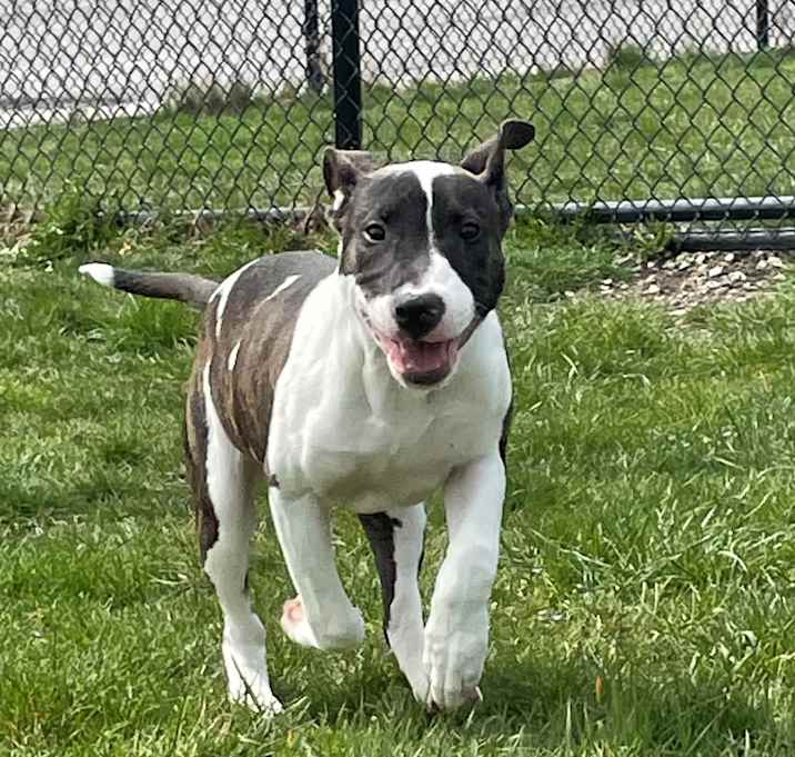 Photo of BIRDIE THE BABY BULL TERRIER