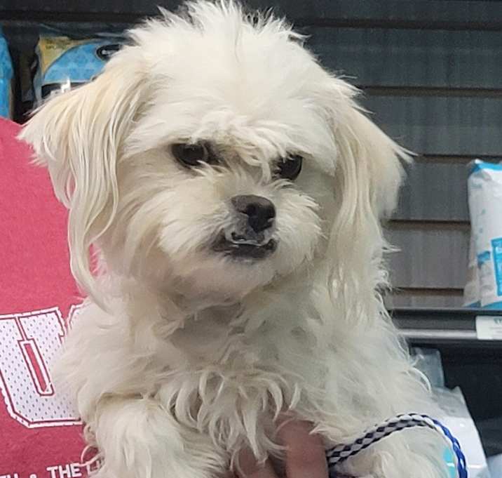 Photo of Zelda